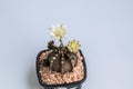 Gymnocalycium mihanovichii flower cactus in black pot isolate on white background.Ruby Ball,Red Cap,Red Hibotan or Hibotan cacti.