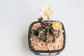 Gymnocalycium mihanovichii flower cactus in black pot isolate on white background.Ruby Ball,Red Cap,Red Hibotan or Hibotan cacti.