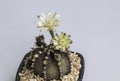 Gymnocalycium mihanovichii flower cactus in black pot isolate on white background.Ruby Ball,Red Cap,Red Hibotan or Hibotan cacti.