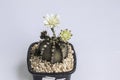 Gymnocalycium mihanovichii flower cactus in black pot isolate on white background.Ruby Ball,Red Cap,Red Hibotan or Hibotan cacti.