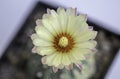 Gymnocalycium mihanovichii flower cactus isolate on white background.Ruby Ball,Red Cap,Red Hibotan or Hibotan cacti.