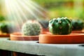 Gymnocalycium mihanovichii. Hobby gardening with many of sprout cactus in Nursery garden for sale make money Royalty Free Stock Photo