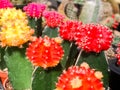 Gymnocalycium mihanovichii hybrid grafted on Hylocereus sp., Cactus red, yellow, orange, and pink color in the garden, Cacti,