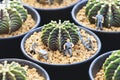 Gymnocalycium mihanovichii LB2178 `Agua Dulce` Cactus or G. friedrichii LB2178 `Agua Dulce` Cactus planting in pot