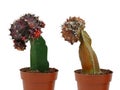 Gymnocalycium mihanovichii, purple cactus with dead cactus plant in the pot isolated on white background