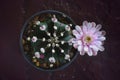 Blooming pink cactus flower of Gymnocalycium mihanovichii on stone background. Royalty Free Stock Photo