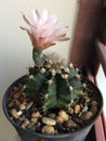 Gymnocalycium mihanovichii zebra