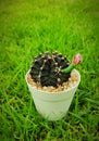 Gymnocalycium, small cactus growing in white pot on green grass background, look fresh and cute. Royalty Free Stock Photo