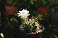 Gymnocalycium Sp. Have White Flower And Seed Pod. Cactus On Plastic Pot. Drought Tolerant Plant.