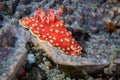 Gymnodoris aurita nudibranch - Opaque red sea slug