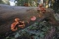 Gymnopilus hybridus fungi Royalty Free Stock Photo