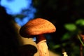 Gymnopilus junonius Autumn mushroom in sunlight