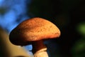 Gymnopilus junonius Autumn mushroom in sunlight