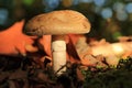 Gymnopilus junonius Autumn mushroom in sunlight