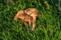 Gymnopilus junonius mushrooms grow in the grass under a poplar tree.