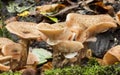 Gymnopilus penetrans Common rustgill Fungi