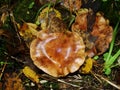 Gymnopus ocior mushroom on an old stump, closeup. The Butter Cap Rhodocollybia butyracea is an edible mushroom , stacked macro Royalty Free Stock Photo