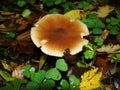 Gymnopus ocior mushroom on an old stump, closeup. The Butter Cap Rhodocollybia butyracea is an edible mushroom , stacked macro Royalty Free Stock Photo