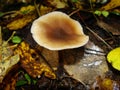 Gymnopus ocior mushroom on an old stump, closeup. The Butter Cap Rhodocollybia butyracea is an edible mushroom , stacked macro Royalty Free Stock Photo