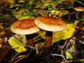 Gymnopus ocior mushroom on an old stump, closeup. The Butter Cap Rhodocollybia butyracea is an edible mushroom , stacked macro Royalty Free Stock Photo