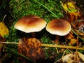 Gymnopus ocior mushroom on an old stump, closeup. The Butter Cap Rhodocollybia butyracea is an edible mushroom , stacked macro Royalty Free Stock Photo