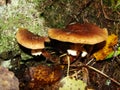 Gymnopus ocior mushroom on an old stump, closeup. The Butter Cap Rhodocollybia butyracea is an edible mushroom , stacked macro Royalty Free Stock Photo