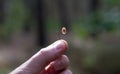 Gymnopus quercophilus - .the smallest mushrooms in the world of mycology