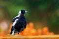 Gymnorhina tibicen - Australian Magpie in the rain