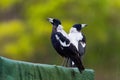 Gymnorhina tibicen - Australian Magpie in the rain Royalty Free Stock Photo