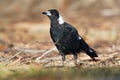 Gymnorhina tibicen - Australian Magpie