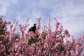 Gymnorhina tibicen Bird on pink flowers tree