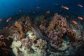 Speckled moray eel, gymnothorax dovii, finespotted moray, moron pitta, Malpelo island