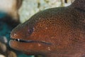Gymnothorax javanicus - Moray eel - Red Sea Royalty Free Stock Photo
