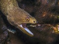 Gymnothorax miliaris, the goldentail moray or conger moray, is a