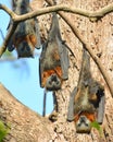 Grey-headed flying foxes roost upside down Royalty Free Stock Photo