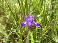 Gynandriris blue-eyed (lat. - Gynandriris sisyrinchium) or Morea blue-eyed (lat. - Moraea sisyrinchium Royalty Free Stock Photo