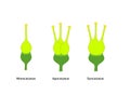 Gyneceum, type of ovary based on number of carpels. Vector illustration for scientific study.