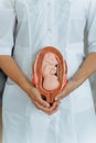 Gynecologist holds in his hands the model of the embryo in the uterus, the fruit for classroom education.