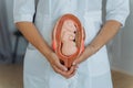 Gynecologist holds in his hands the model of the embryo in the uterus, the fruit for classroom education.