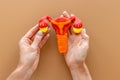 Gynecologist holds woman reproductive system model. Women health care concept