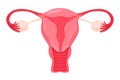 Gynecology illustration. Woman reproductive health illustration with uterus.