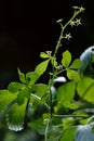 Gynostemma pentaphyllum jiaogulan