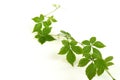 Gynostemma pentaphyllum or Jiaogulan, plant ,tree and green leaves have medicinal properties. Royalty Free Stock Photo