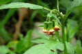 Gynura crepidioides plant and the buds Royalty Free Stock Photo