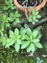 Gynura divaricata plant. Royalty Free Stock Photo