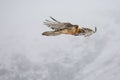 Gypaete barbu - Lammergeyer - Gypaetus barbatus, Vanoise, France