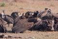 Gyps bengalensis, white rumped vultures on a carcass , Lumbini, Nepal Royalty Free Stock Photo