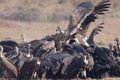 Gyps bengalensis, white rumped vultures eating carcass , Lumbini, Nepal Royalty Free Stock Photo