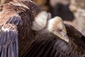 Gyps fulvus, Bald vulture Royalty Free Stock Photo