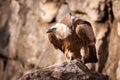 Gyps fulvus, Bald vulture Royalty Free Stock Photo